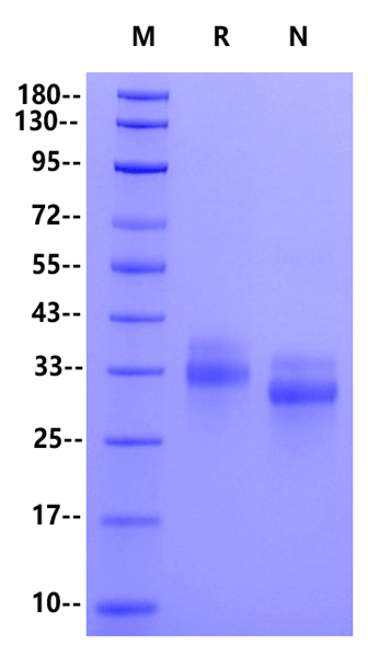 CLEC12A/MICL/CLL-1 His Tag Protein, Mouse