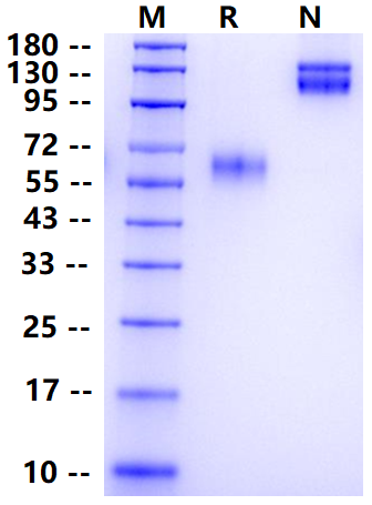 Biotinylated TGFBR2/TGF-beta RII Fc&Avi Tag Protein, Mouse