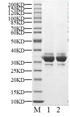 PLK2 (C83S, V87T, A119S, A216S, C259A, C291S, L335T) Protein, Human