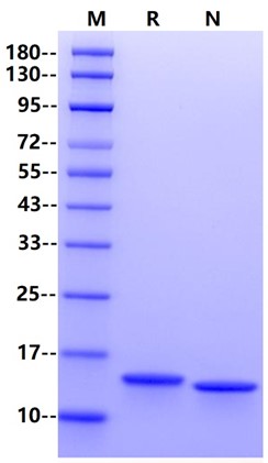 Human IL-2 Standard for Quantitive Assays