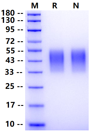 Biotinylated TIM-3/HAVCR2 His&Avi Tag Protein, Mouse