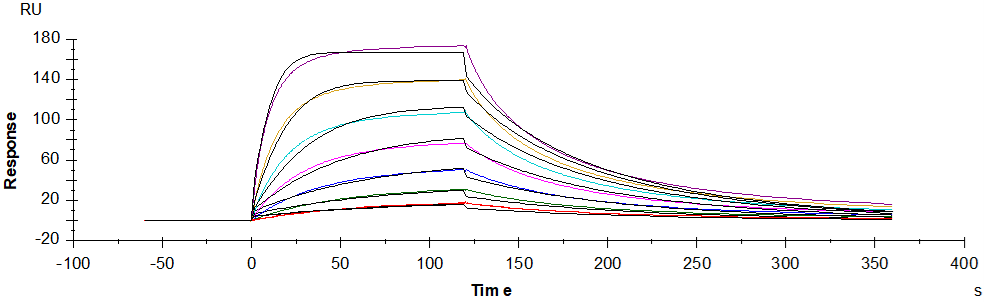 Nectin-3/CD113 Fc Chimera Protein, Human