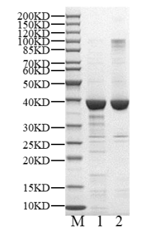 JNK2 (D3K, C6V, S8N, Q14E, K203A, E204A, K250A, 
K251A) Protein, Human