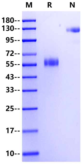 CD300b/LMIR5/CD300LB Fc Chimera Protein, Mouse