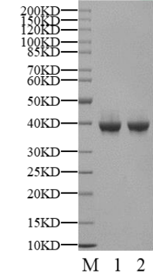 TAB1 Protein, Human