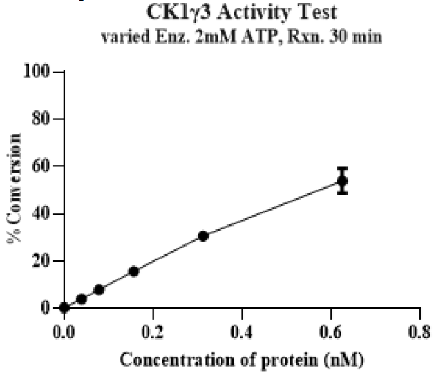 CSNK1G3(CK1γ3) GST Tag Protein, Human