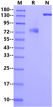 Siglec-8 Fc Chimera Protein, Human