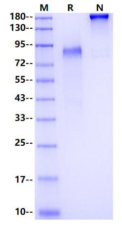 NOTCH2 Fc Chimera Protein, Human