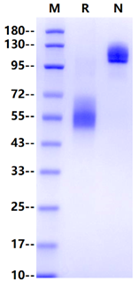ICAM-1/CD54 Fc Chimera Protein, Human