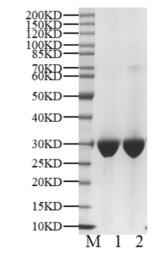Wee1 Protein