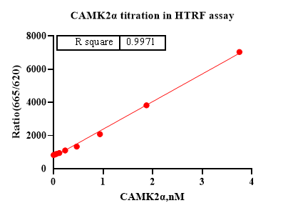 CaMK2α Protein