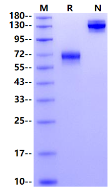 Biotinylated PD-1 Fc&Avi Tag Protein, Mouse