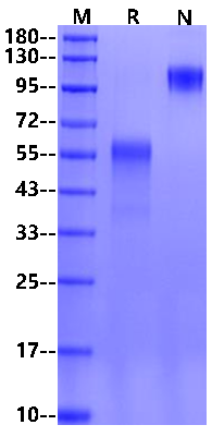 CD2F-10/SLAMF9 Fc Chimera Protein, Human