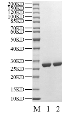 Cyclin B1 Protein, Human
