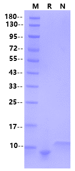 CCL15/MIP-1δ/LKN-1(68aa) Protein, Human