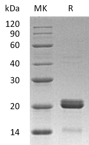 BID Protein, Huamn
