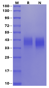 CLEC12A/MICL His Tag Protein, Cynomolgus