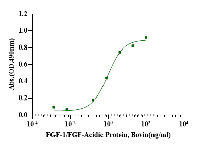 FGF-1/FGF-Acidic Protein, Bovine