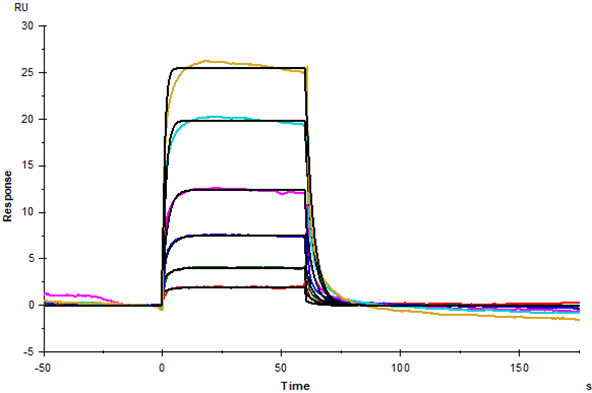 Nectin-1/PVRL1/CD111 Fc Chimera Protein, Human