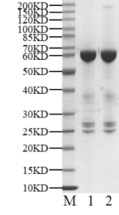 PBK GST Tag Protein, Human