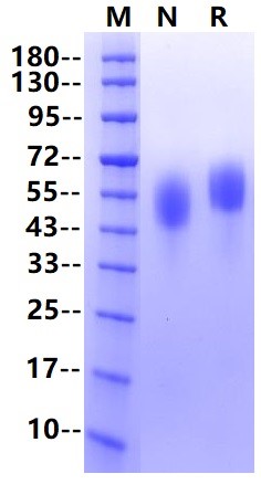 FGF-R4/CD334 His Tag Protein, Human