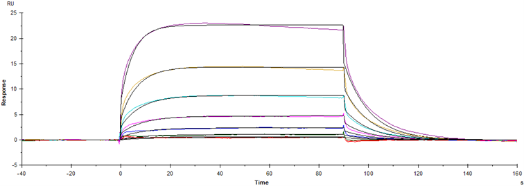 Fc γ RIIIa/CD16a(F176) His Tag Protein, Human