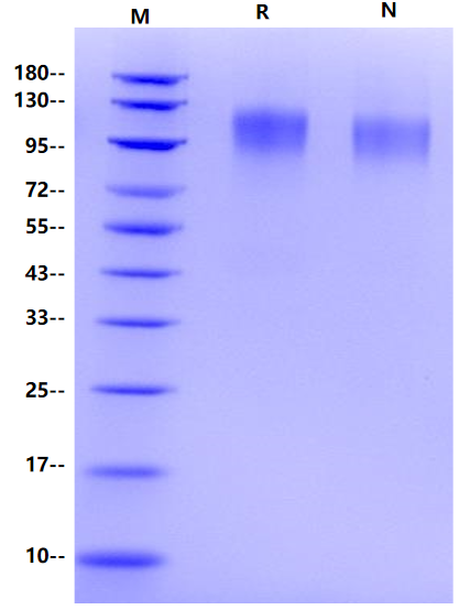 CD96/TACTILE (C110S) His Tag Protein, Human
