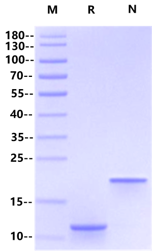 Fractalkine/CX3CL1 Protein, Rat