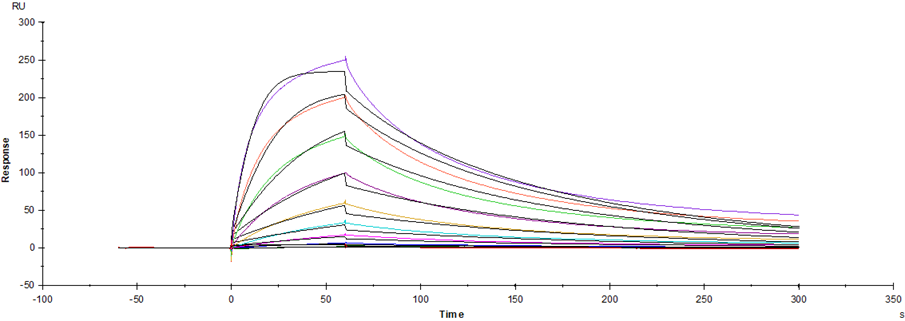 Nectin-2/CD112 His Tag Protein, Human