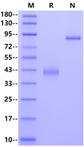CD3 epsilon Fc Chimera Protein, Cynomolgus