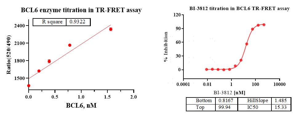BCL6 Protein, Human