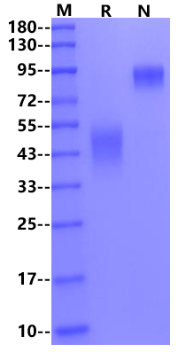 PSCA Fc Chimera Protein, Mouse