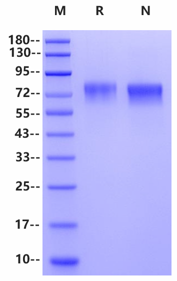 CD39 His Tag Protein, Mouse