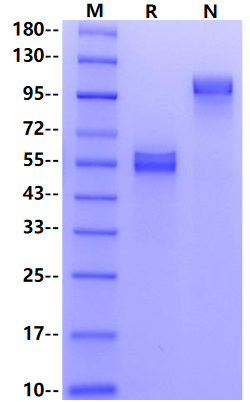 Fas/TNFRSF6/CD95 Fc Chimera Protein, Human
