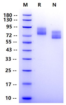 Biotinylated Siglec-4a His&Avi Tag Protein, Human