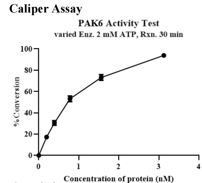 PAK6 His Tag Protein, Human