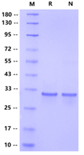 Galectin-3 Protein, Human