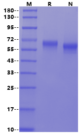 ROR1 His Tag Protein, Mouse