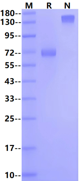 OX40/TNFRSF4/CD134 Fc Chimera Protein, Human