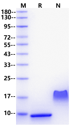 SDF-1α/CXCL12 Protein, Mouse