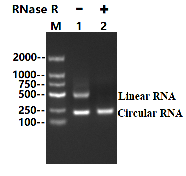 RNase R