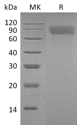 TPO Protein, Mouse