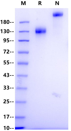 VEGF-R2/KDR Fc Chimera Protein, Human