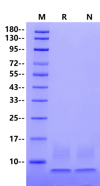 MUC-1(1036-1155) His Tag Protein, Human