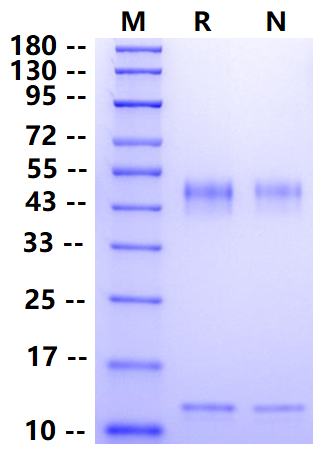 Biotinylated FcRn His&Avi Tag Protein, Mouse