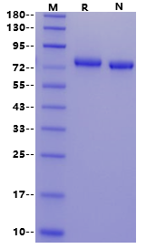Biotinylated LILRB5/CD85c/LIR8 His&Avi Tag Protein, Human