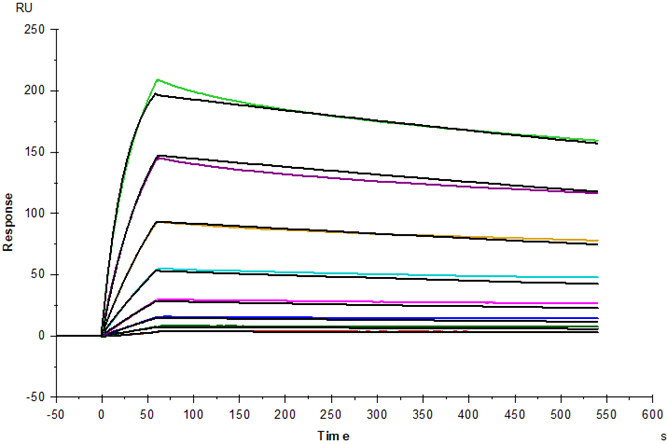 EGFR Fc Chimera Protein, Rhesus macaque