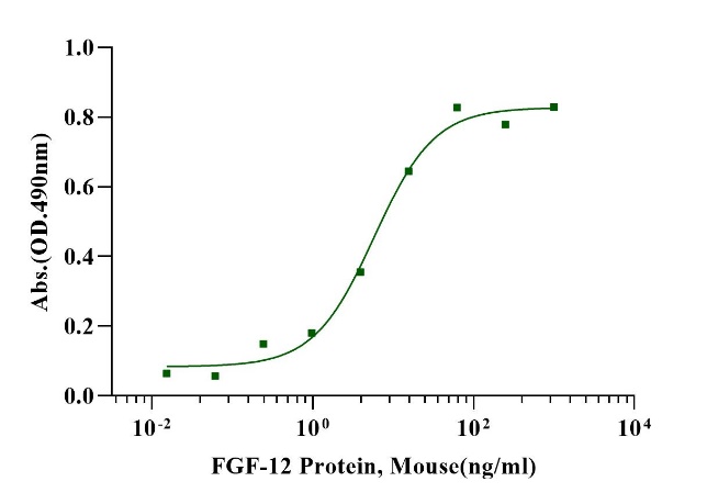 FGF-12 Protein, Mouse/Rat