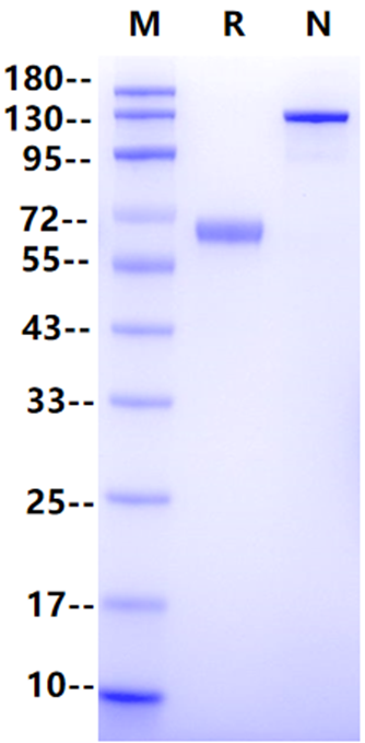 Ephrin-A3 Fc Chimera Protein, Human