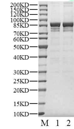 WNK1 His&GST Tag Protein, Human